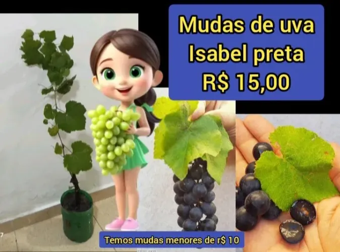 Mudas Uvas