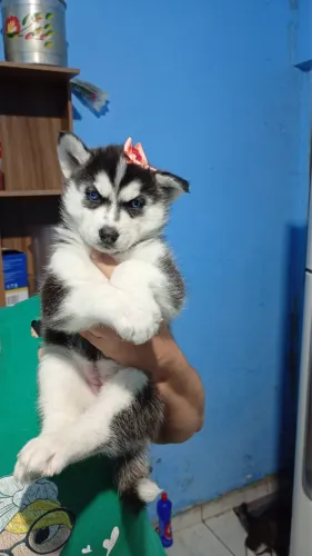 Huski siberiano