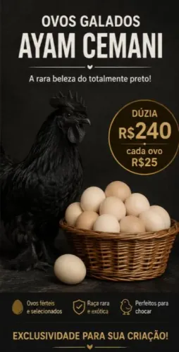 Ovos galados de Ayam Cemani