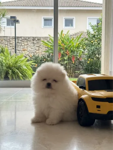 Filhote de spitz alemão Lulu da Pomerania