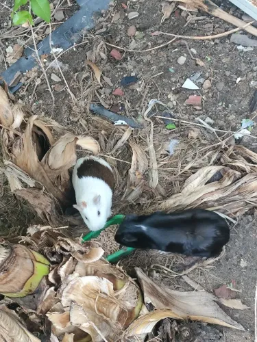 2 Porquinho da Índia Femeas