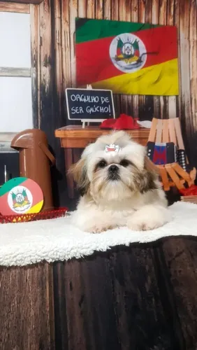 PROCURO FÊMEA PARA TIRAR CRIA