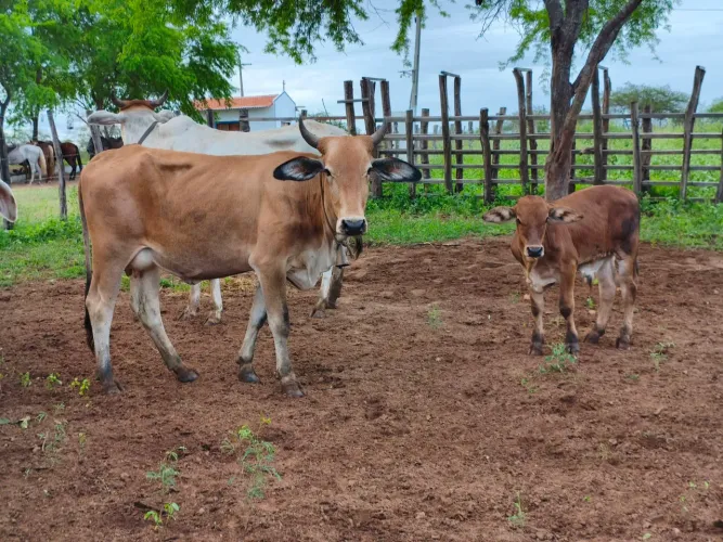 Vaca parida
