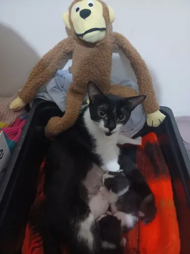 Doa-se filhote gato