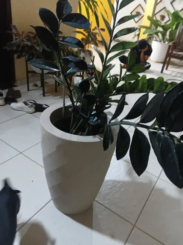 Zamiocuca negra