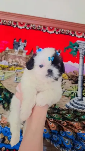 Filhotes mini shih tzu pronta entrega