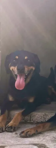 Rotweiller para adoção