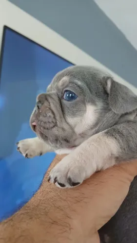 Bulldog Francês exótico lindíssimo