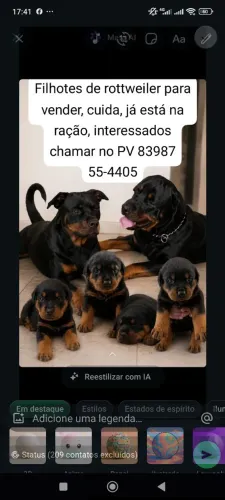 Filhotes de rottweiler para vender, já estão na ração e vermifugado,