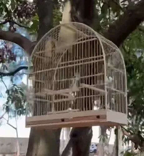 Gaiolas e companhia a partir de 50 