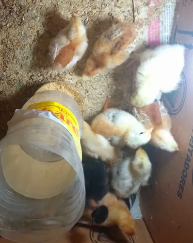 Pintinhos