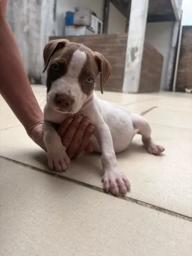 Pitbull fêmea 