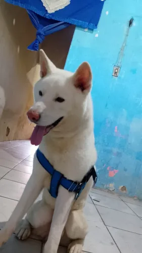 Vende se este cachorro