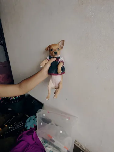 Cachorro pinsh