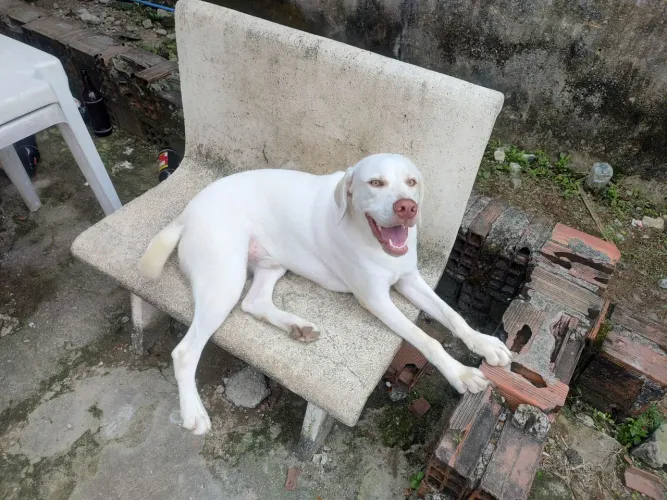 Cachorro