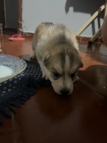 Husky siberiano