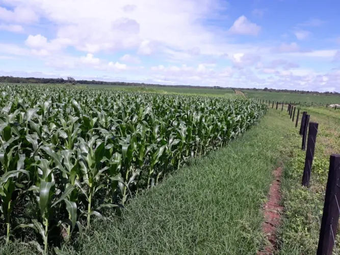 Fazenda 676 alqueirão em campinaçu Go. 55 milhões