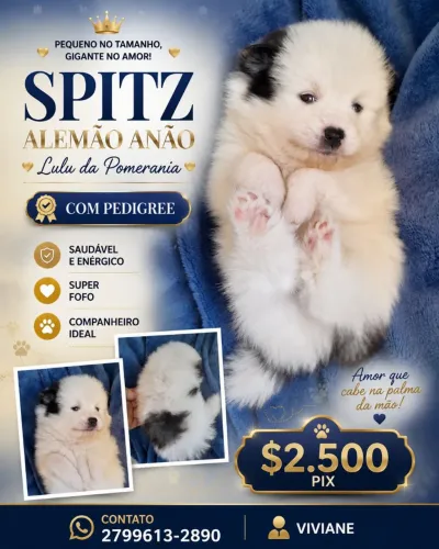 Lulu da pomerania ( Spitz alemão anão)