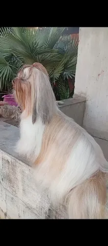Cachorro 