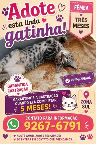 Gatinha pra adoção