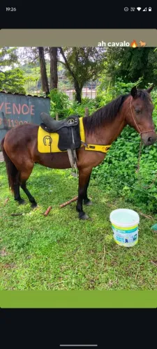 Cavalo a venda