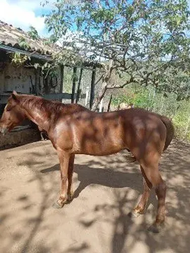 Gil