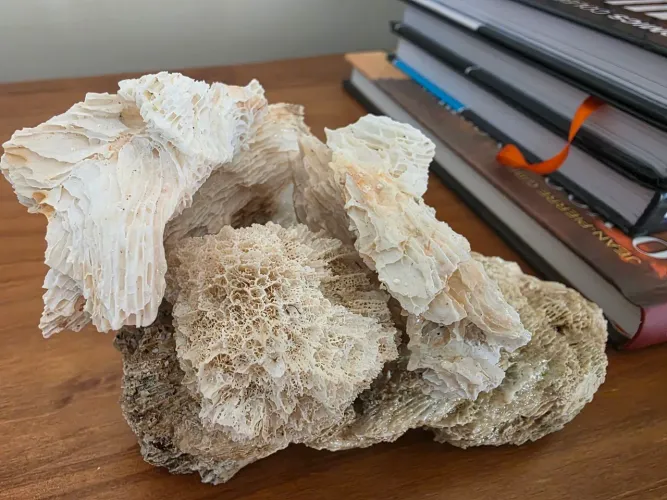 Esqueleto de recife de coral trazido da tailândia, enfeite ou toca anemona aquário