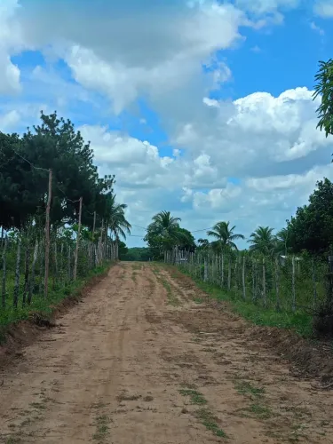 Terreno valorizado perto de rio com pé de côco de jaca