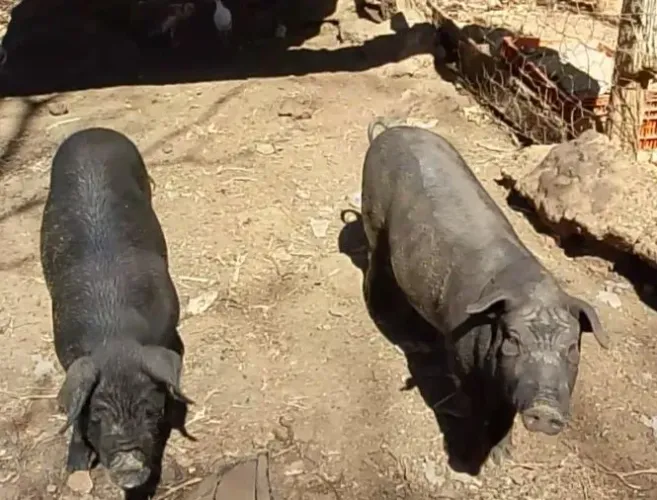 Casal com aproximadamente 70kg os dois