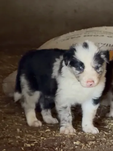 Filhotes border collie puros