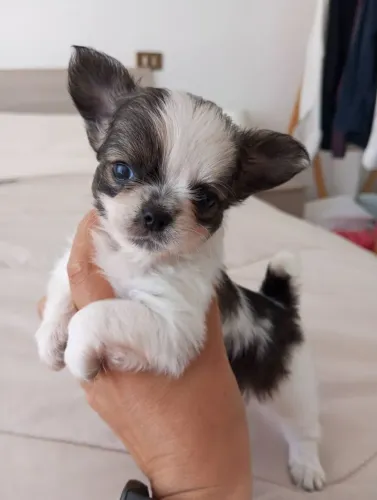 Chihuahua 