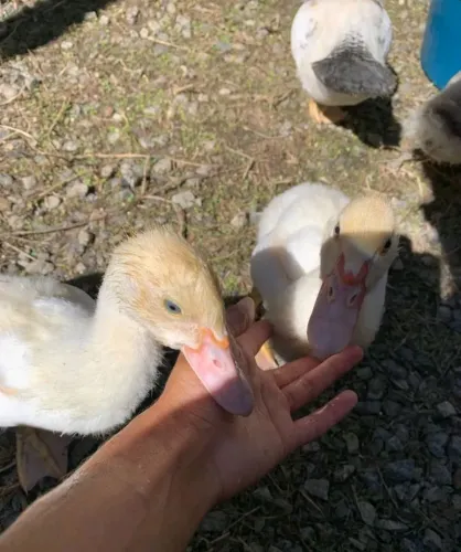 FILHOTES DE PATO BRANCO