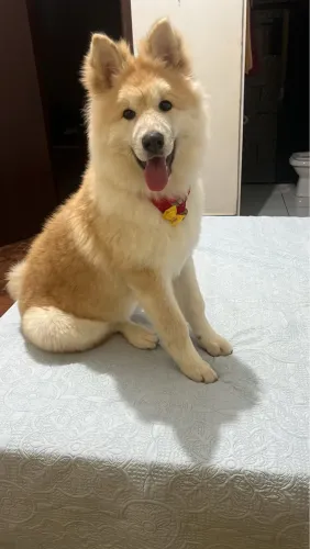 Cachorro Akita