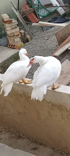 Patas