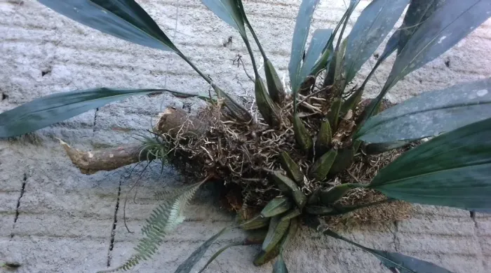 Linda coleção de Orquídeas