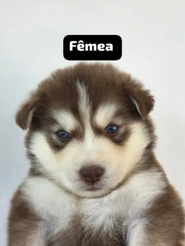 Hysky siberiano muita alegria( com pedigree)