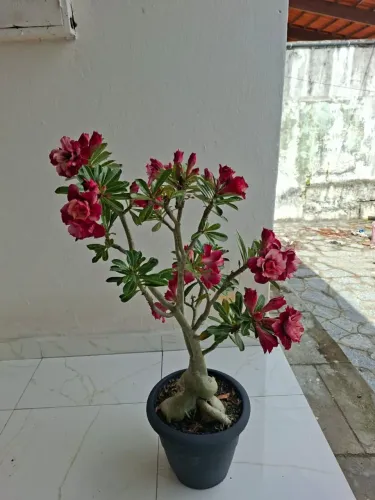 Rosa do Deserto Id Ruru