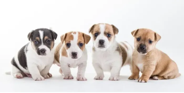 beagle x pinscher O amor que você merece está aqui ? Chama no zp 9.9751.6491