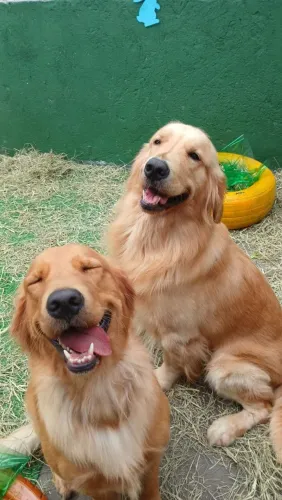 Cães para adoção responsável