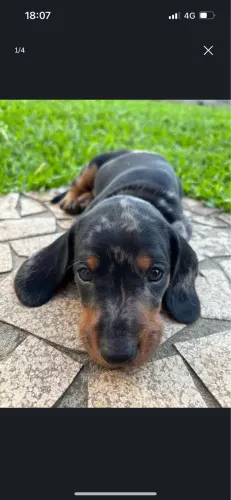 Dashchund