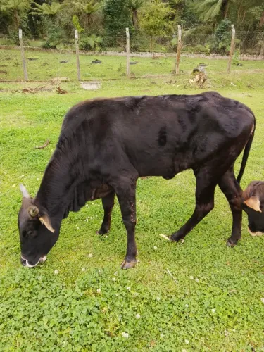 Vaca a venda