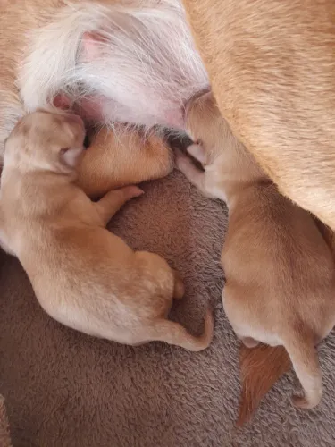 Labrador 