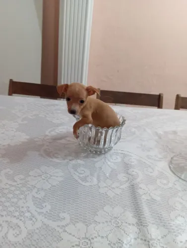 Lindo machinho de pincher
