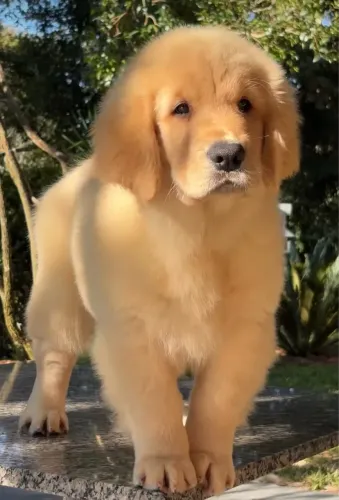 Golden
