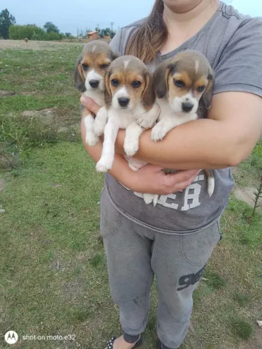 Beagle