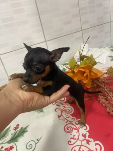 Pinscher