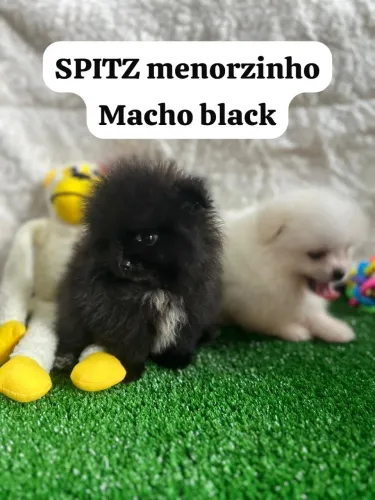 SPITZ alemão luluzinhos