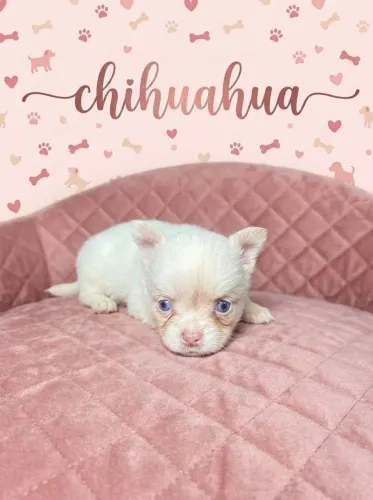 Chihuahua Pelo Longo com Pedigree 