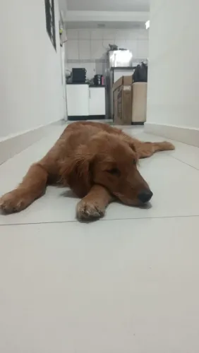 FILHOTE GOLDEN RETRIVER