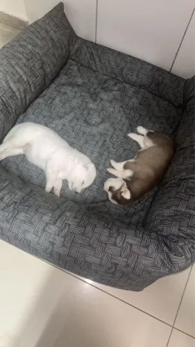 Vende- se lindos filhotes Husky Siberiano olho azul 